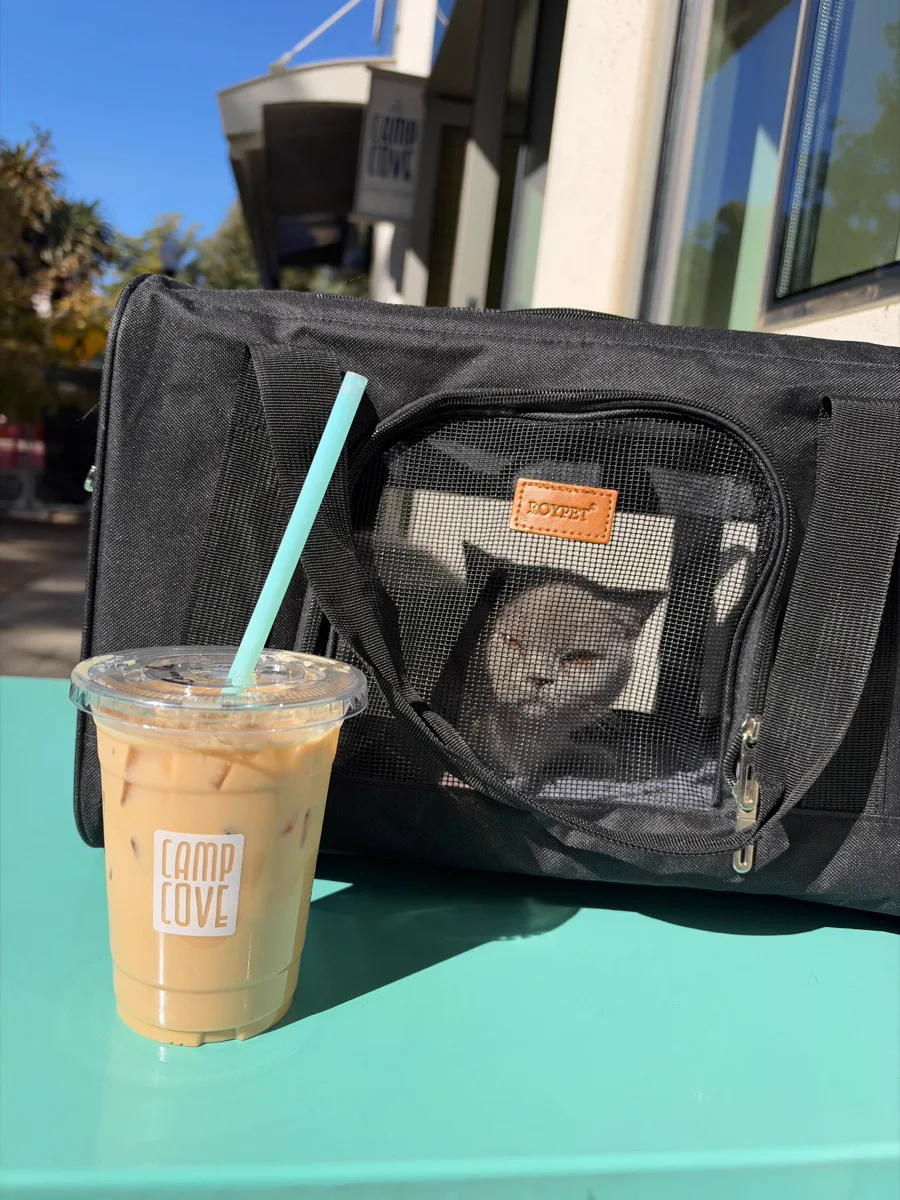 Chrome, a gray cat in a carrier beside an iced Camp Cove coffee outdoors.