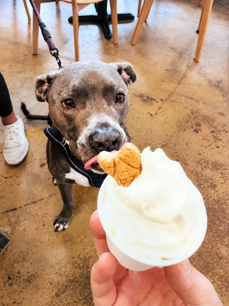 Al, a gray dog licking a pup cup at Camp Cove