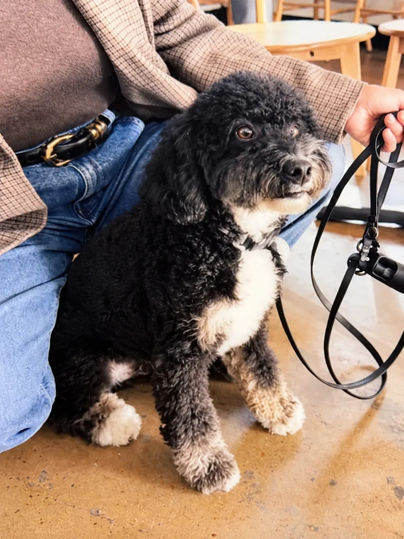Archie, a black curly-haired dog with a white chest at Camp Cove