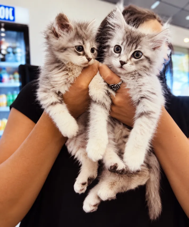 B-Mo & Marcy, two tabby kittens being held at Camp Cove