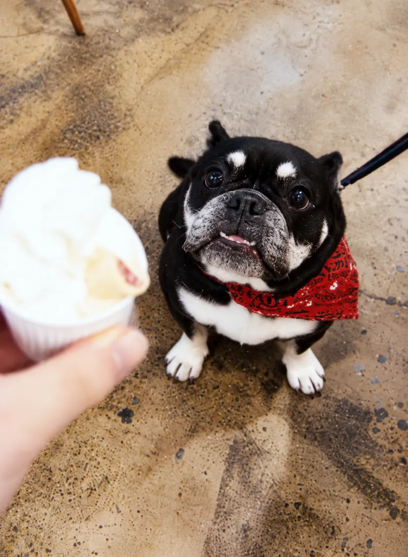 Boomer, a black and white bulldog wearing a red bandana at Camp Cove