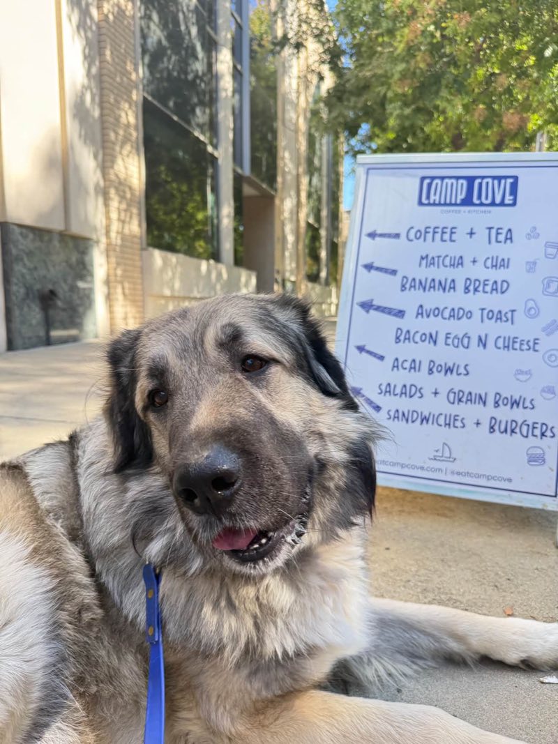 Cash, a fluffy gray dog relaxing outside Camp Cove beside the café sign