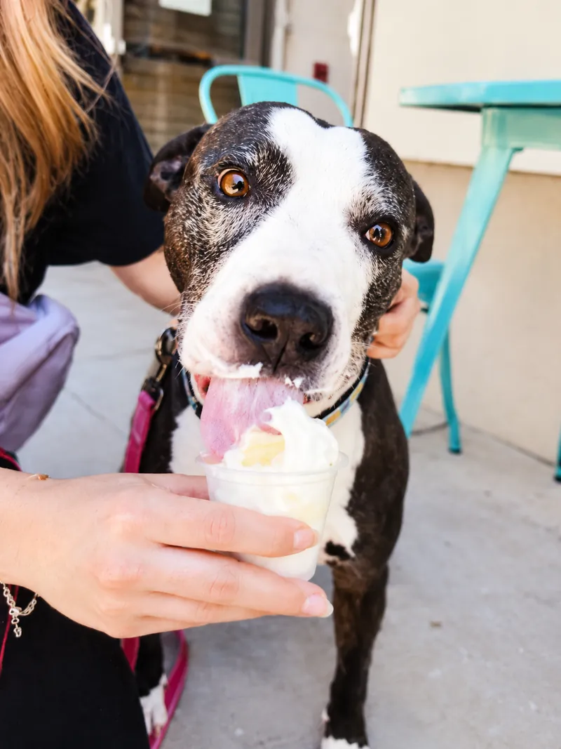 Jessie, a gray and white dog enjoying a pup cup at Camp Cove