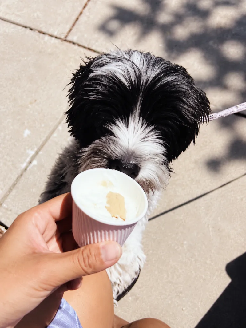 Leo, a shaggy black and white dog enjoying a pup cup at Camp Cove