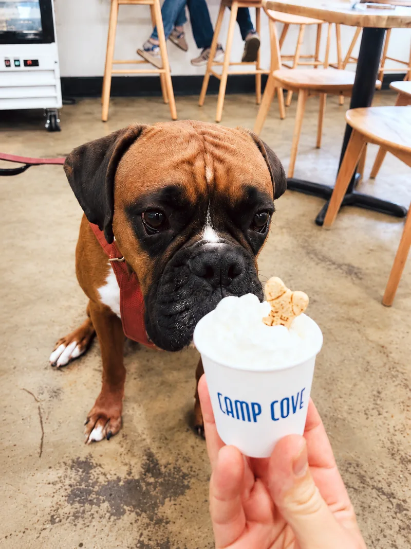 Marley, a brown boxer waiting for a pup cup inside Camp Cove