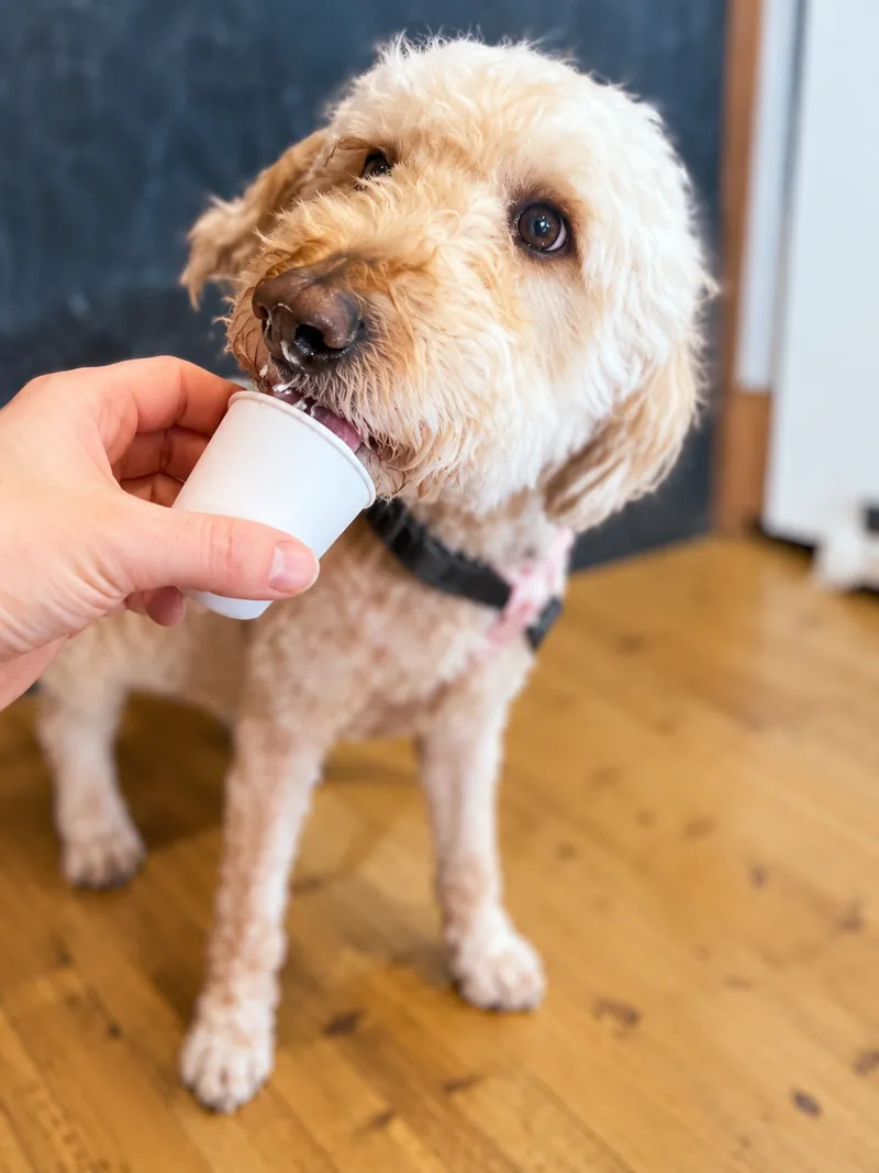 Milly, a curly-haired dog enjoying a pup cup at Camp Cove