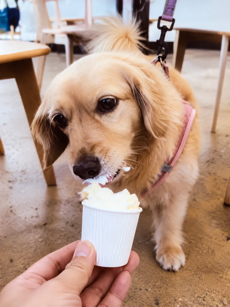 Nala, a golden dog enjoying a pup cup at Camp Cove