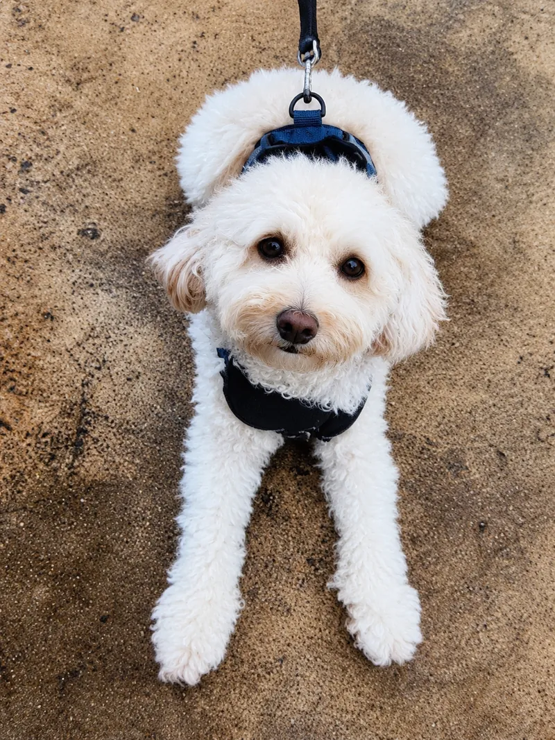 Pickles, a small white dog resting with paws stretched forward at Camp Cove