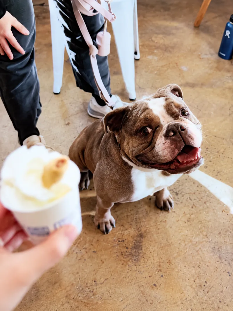 Pua, a brown and white bulldog waiting for a pup cup at Camp Cove
