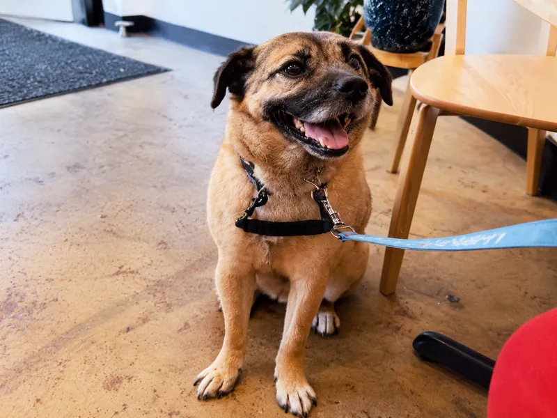 Rami, a tan dog wearing a harness at Camp Cove
