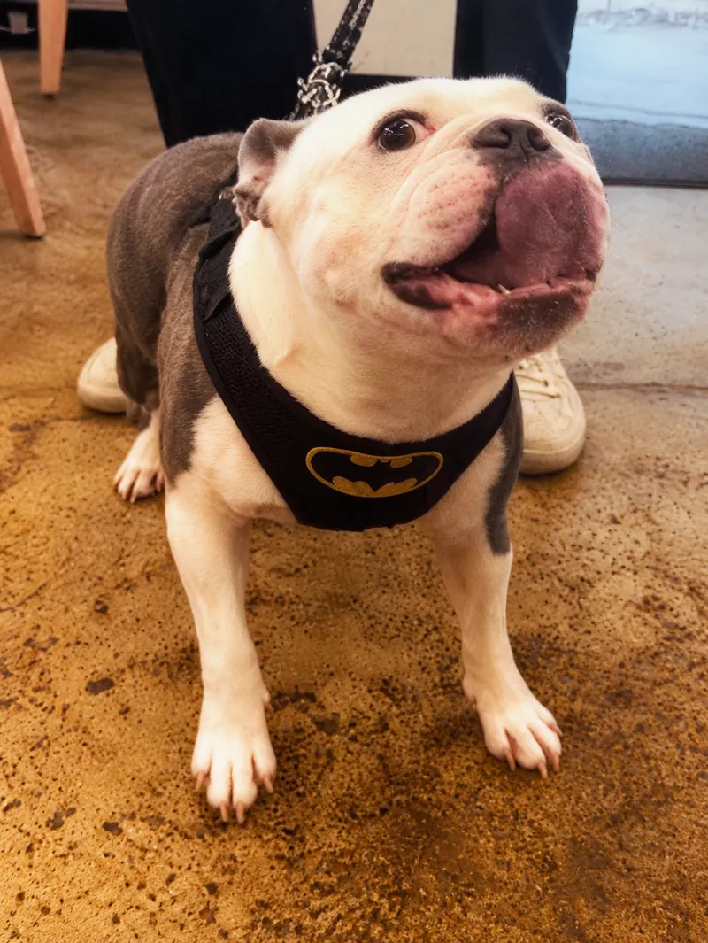 Rico, a gray and white dog wearing a Batman bandana at Camp Cove