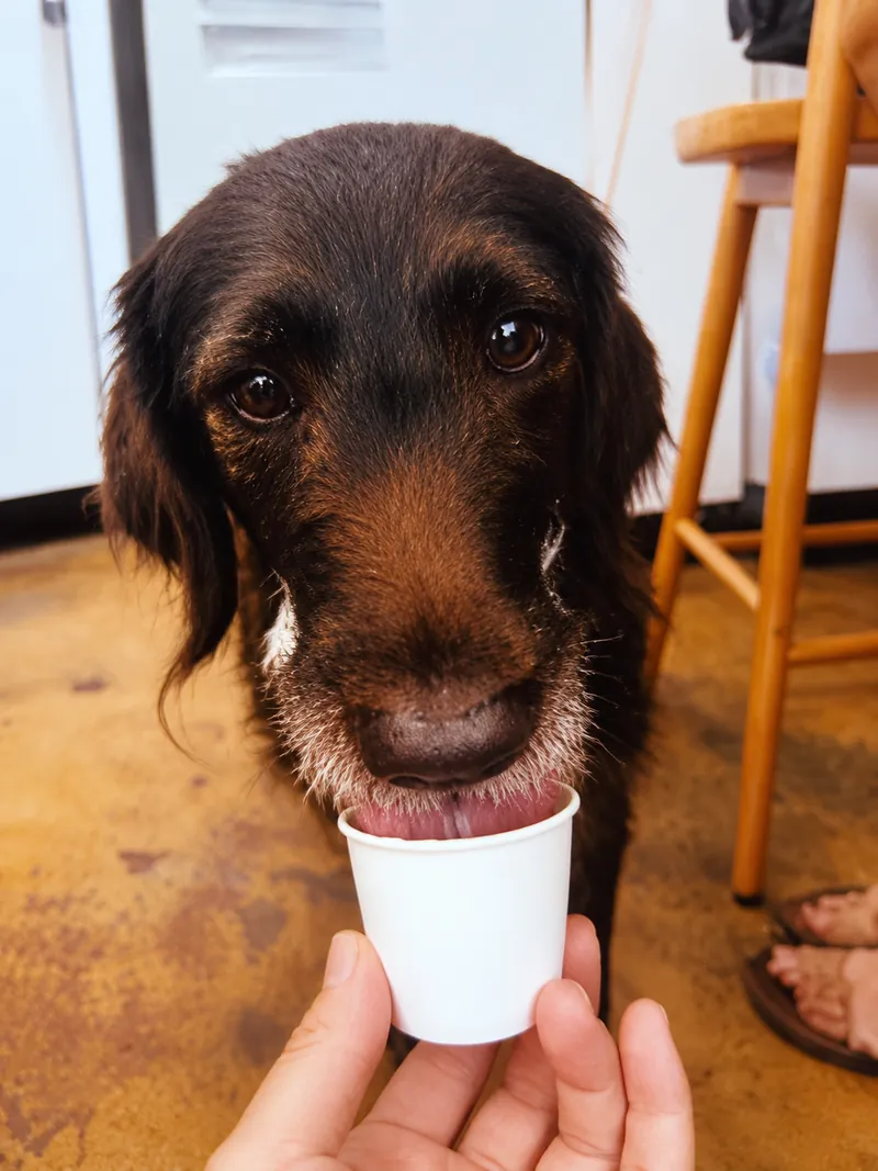 Snickerdoodle, a brown dog enjoying a pup cup at Camp Cove