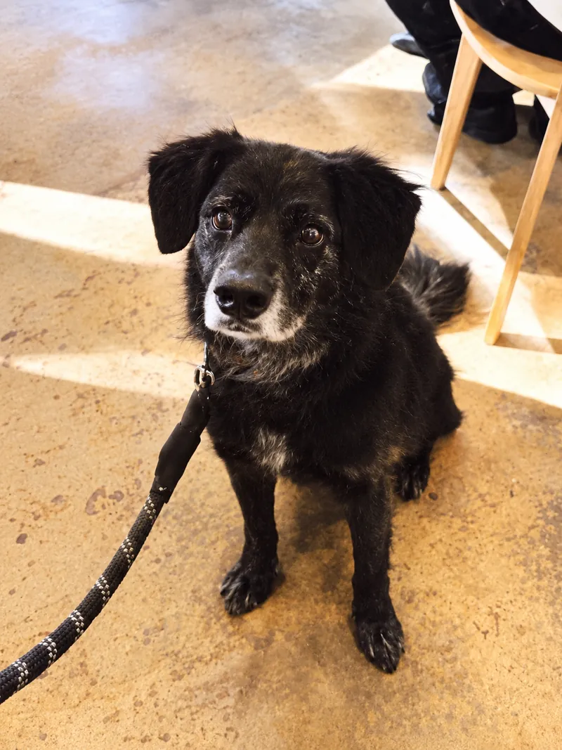 Sully, a black dog sitting inside the café at Camp Cove
