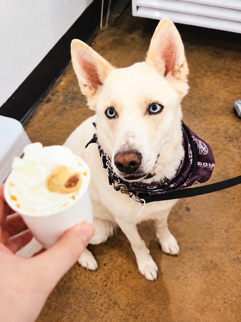 Yuki, a white dog with blue eyes waiting for a pup cup at Camp Cove