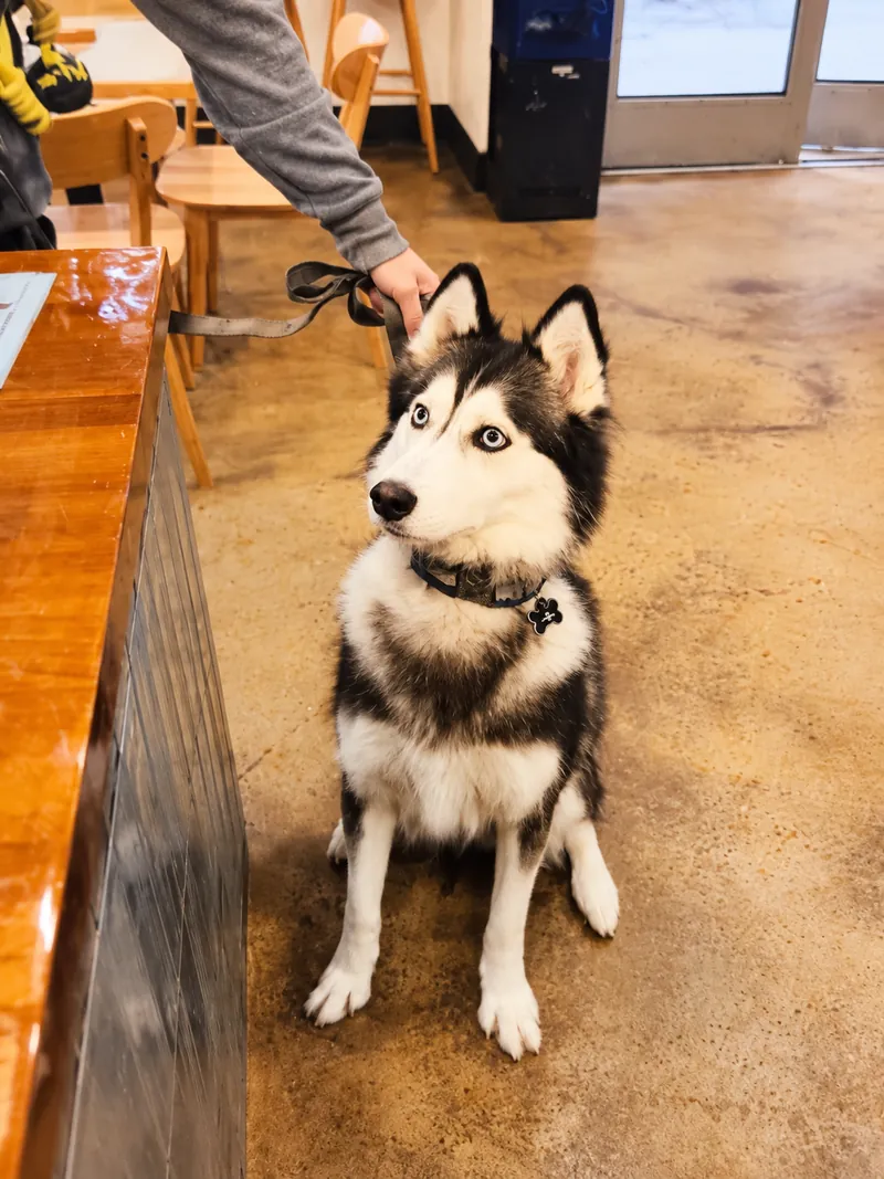 Yuna, a husky sitting inside the café at Camp Cove